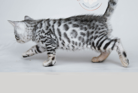 Bengal Kittens for sale near me